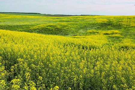 Країна ріпаку. В Україні вирощують все більше рапсу, який виснажує землю  