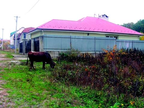 На українсько-словацькому кордоні в Ужгороді неподалік тунелю місцеві жителі випасають худобу